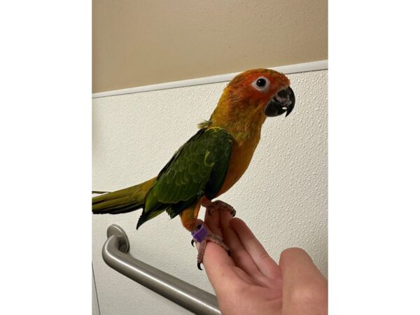 [#60342] Female Sun Conure Birds for Sale
