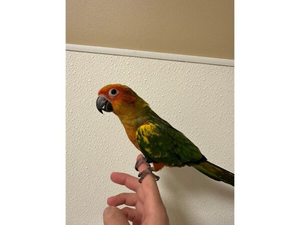 [#60348] Male Sun Conure Birds for Sale