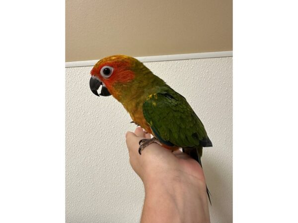 [#60349] Female Sun Conure Birds for Sale