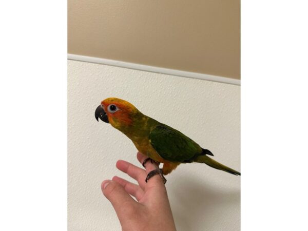[#60350] Male Sun Conure Birds for Sale