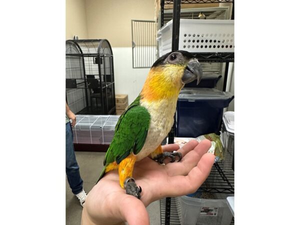 [#60355] Black Headed Caique Birds for Sale