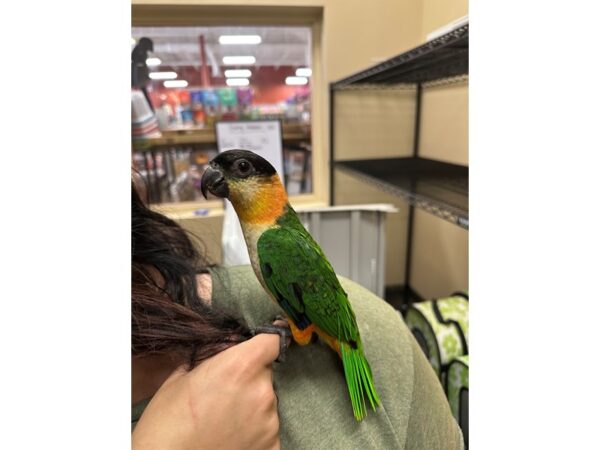 [#60357] Black Headed Caique Birds for Sale