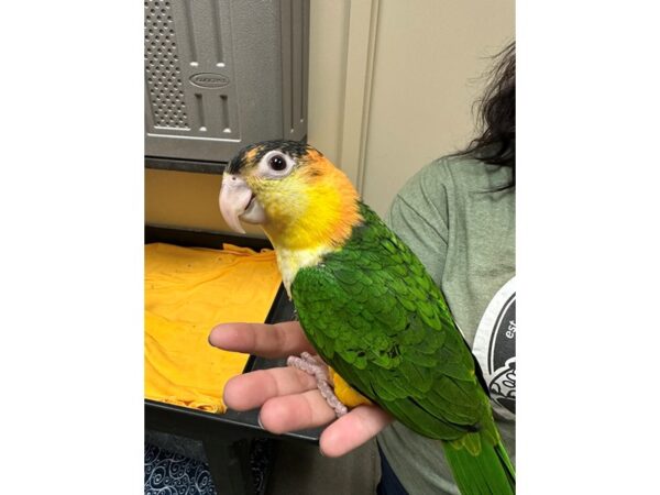 [#60358] Black Headed Caique Birds for Sale