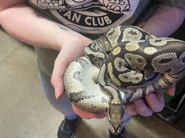 [#60359] Ball Python Reptiles for Sale