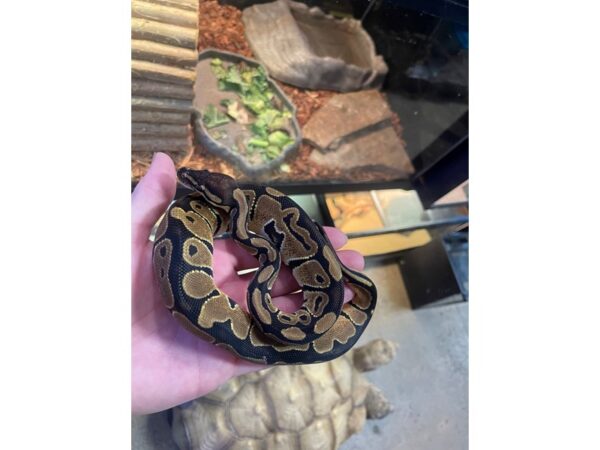 [#60360] Ball Python Reptiles for Sale