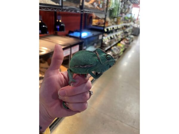 [#60361] Veiled Chameleon Reptiles for Sale