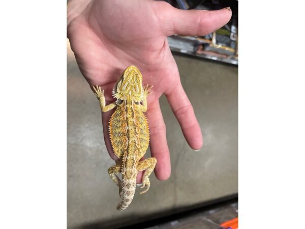 [#60362] Bearded Dragon Reptiles for Sale