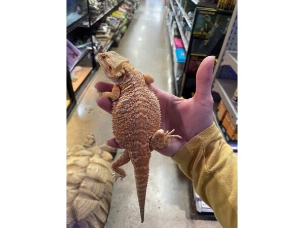 [#60363] Female Bearded Dragon Reptiles for Sale