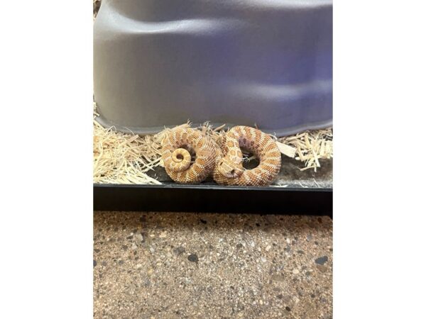 [#60364] Western Hognose Reptiles for Sale
