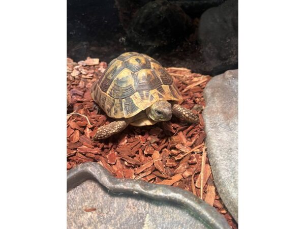 [#60365] Hermann's Tortoise Reptiles for Sale