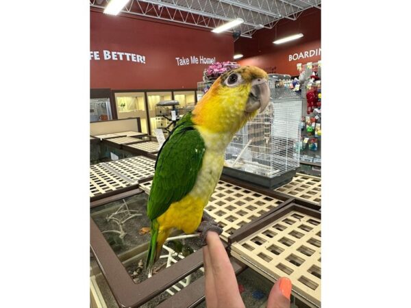 [#60310] Male White Belly Caique Birds for Sale