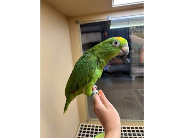 [#60308] Female Yellow Crown Amazon Birds for Sale