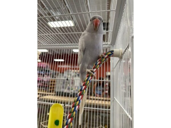 [#60098] Female Violet Lacewing Indian Ringneck Birds for Sale