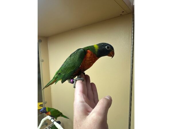 [#60326] Female Rainbow Lory Birds for Sale