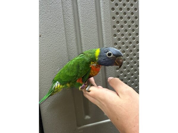 [#60328] Female Rainbow Lory Birds for Sale