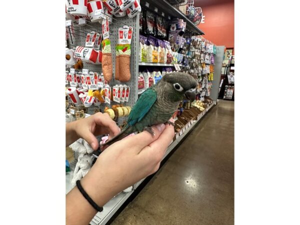 [#60335] Turquoise Conure Birds for Sale