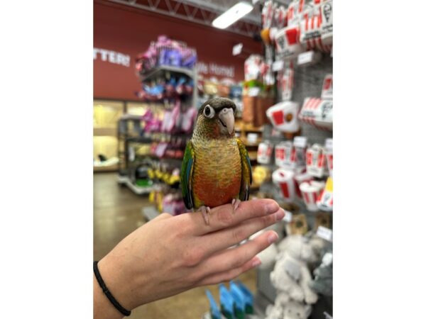 [#60337] Yellowside Green Cheek Conure Birds for Sale