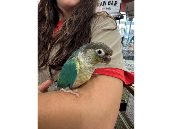 [#60340] Yellowsided Turquoise GC Conure Birds for Sale