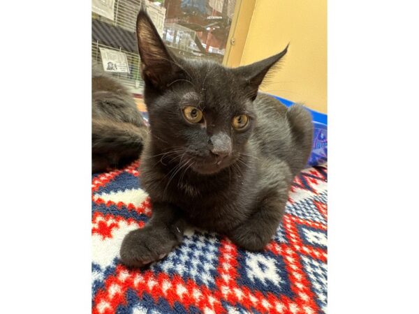 [#8686] Black/White Male Domestic Short Hair Kittens for Sale