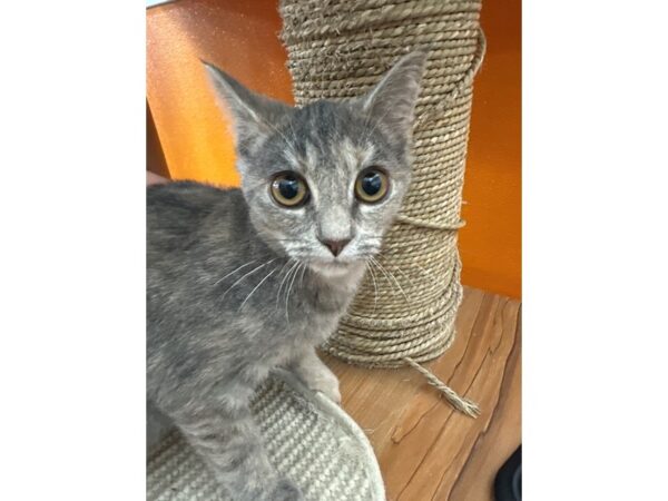 [#5855] Grey/Cream Dilute Female Domestic Short Hair Kittens for Sale