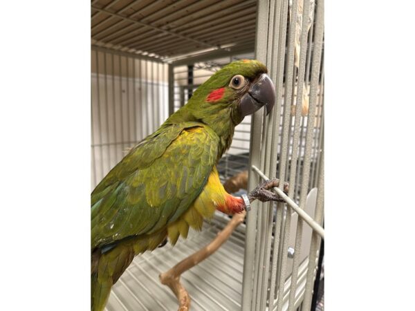[#60369] Female Red Front Macaw Birds for Sale