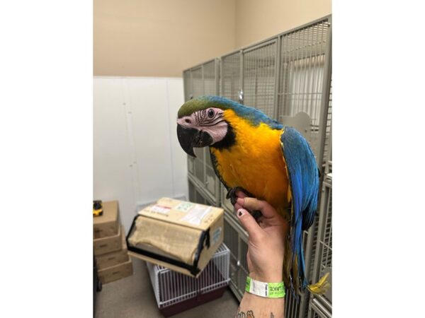 [#60368] Female Blue and Gold Macaw Birds for Sale