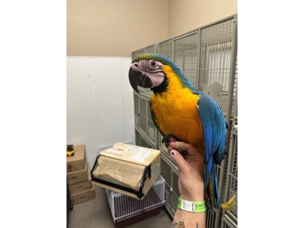 [#60367] Female Blue and Gold Macaw Birds for Sale