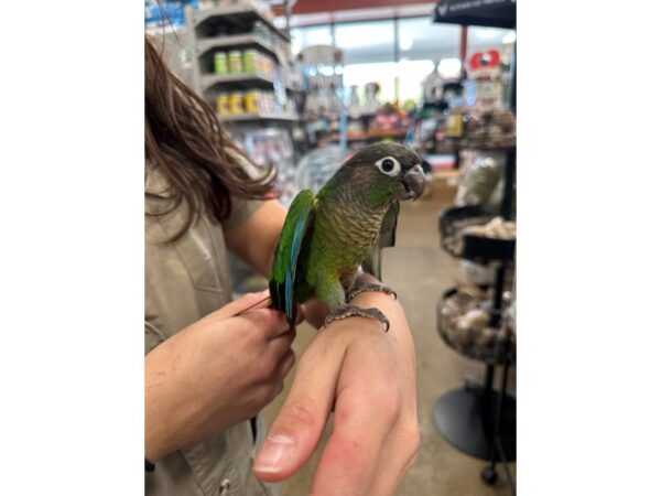 [#60338] Green Cheek Conure Birds for Sale