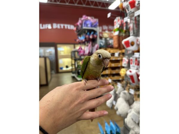[#60339] Cinnamon Green Cheek Conure Birds for Sale