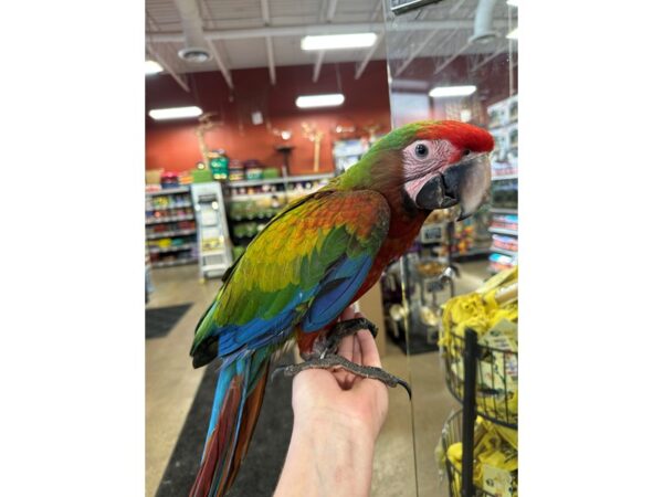 [#60366] Male Shamrock Macaw Birds for Sale
