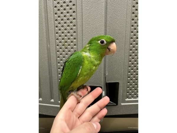[#60371] Mexican Green Conure Birds for Sale