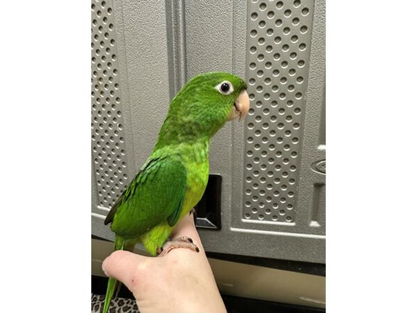[#60372] Mexican Green Conure Birds for Sale