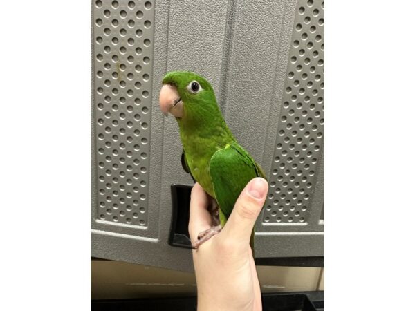 [#60376] Mexican Green Conure Birds for Sale