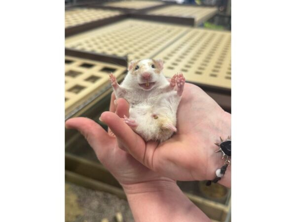 [#60377] Syrian Small Animals for Sale