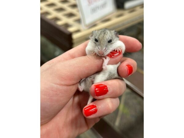 [#60378] Female Chinese Dwarf Hamster Small Animals for Sale