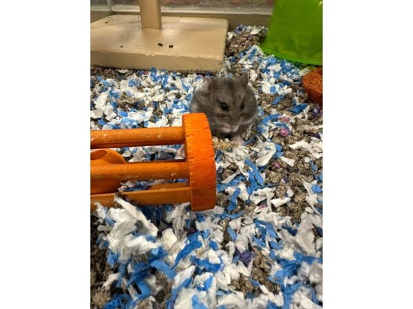 [#60379] Female Russian Dwarf Small Animals for Sale