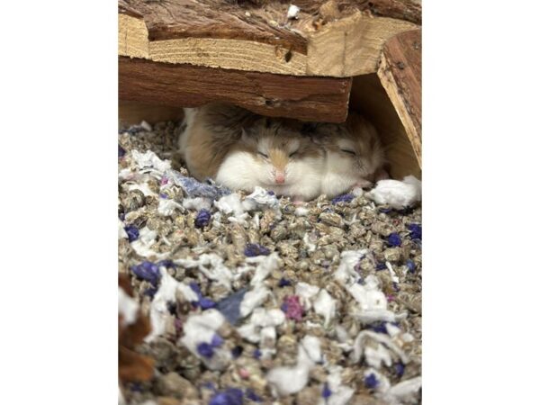 [#60380] Female Roborovski Small Animals for Sale