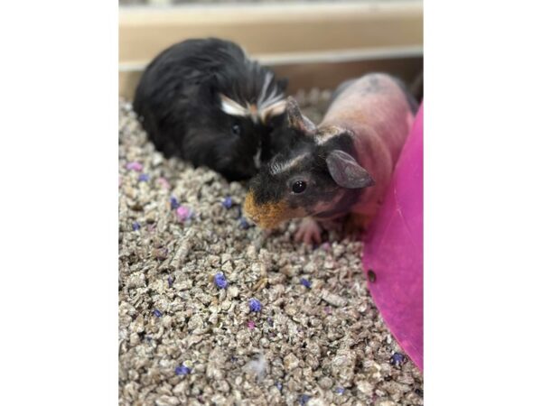 [#60383] Guinea Pig Small Animals for Sale