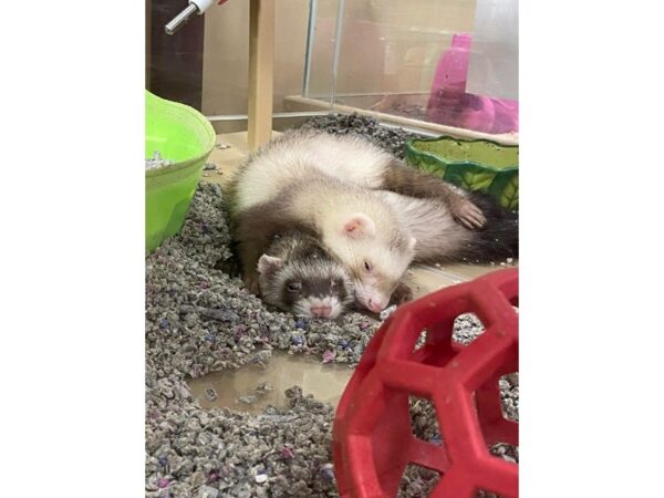 [#60384] Marshall Ferret Small Animals for Sale