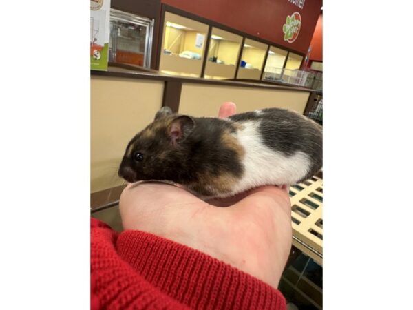 [#60402] Female Syrian Small Animals for Sale