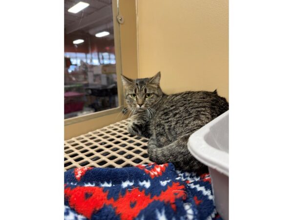 [#60424] Brown Tabby Female Domestic Short Hair Kittens for Sale