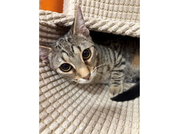 [#5978] Black/Brown Tabby Male Domestic Short Hair Kittens for Sale