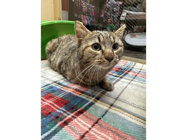[#60459] Brown Tabby Female Domestic Short Hair Kittens for Sale