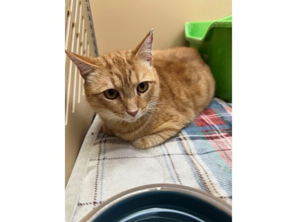 [#60452] Orange Tabby Male Domestic Short Hair Kittens for Sale