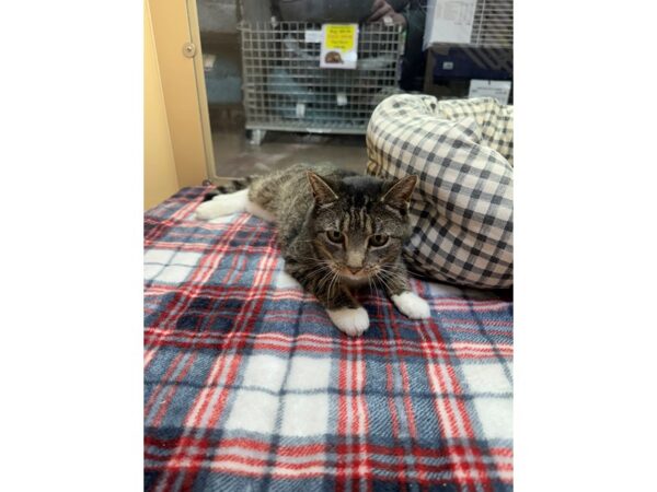 [#60455] Brown Tabby Female Domestic Short Hair Kittens for Sale