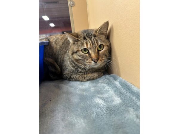 [#60447] Brown Tabby Female Domestic Short Hair Kittens for Sale