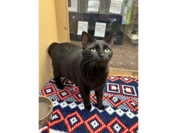 [#60457] Black Female Domestic Short Hair Kittens for Sale