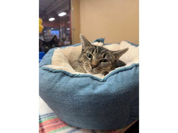 [#60430] Torbie Female Domestic Short Hair Kittens for Sale