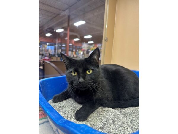 [#60446] Black Male Domestic Short Hair Kittens for Sale