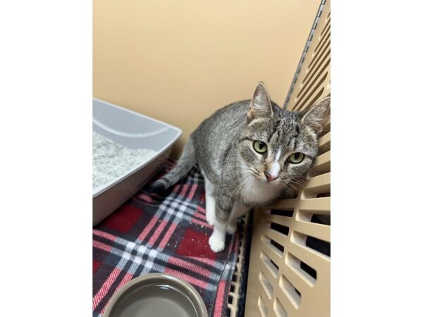 [#60437] Gray and White Tabby Female Domestic Short Hair Kittens for Sale